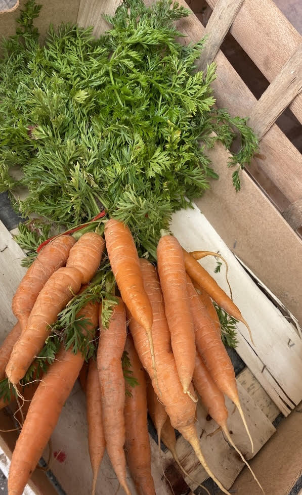 botte de carottes fanes